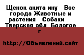 Щенок акита ину - Все города Животные и растения » Собаки   . Тверская обл.,Бологое г.